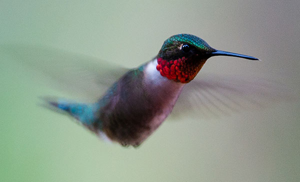 Hummingbird